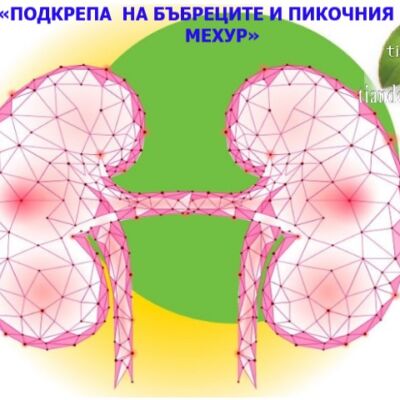 програма подкрепа на бъбреците и пикочния мехур