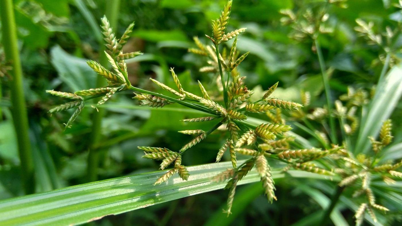 Закръглен циперус (Cyperus rotundus)